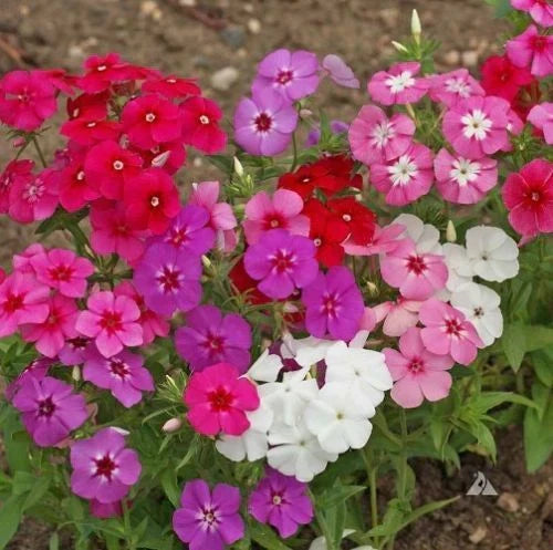 Phlox Seeds 190 Count Beauty Mix - Annual Flower Seeds Phlox drummondii