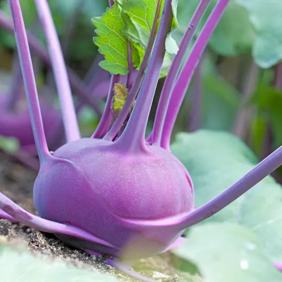 Kohlrabi Seeds - 400 Pack - Early Purple Vienna - Brassica oleracea - Non-GMO, Heirloom, Fast-Growing Vegetable Seed