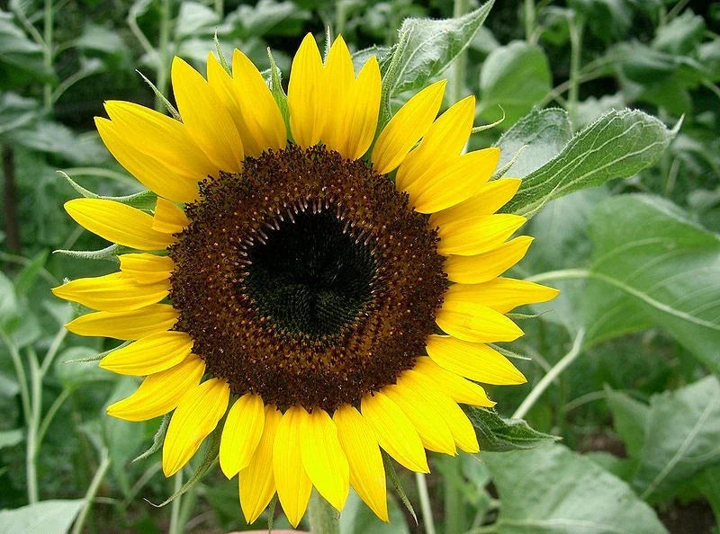Sunflower Seeds - 22 Pack - Taiyo Japanese Heirloom - Helianthus annuus - Easy Grow, Pollinator Attracting, Non-GMO