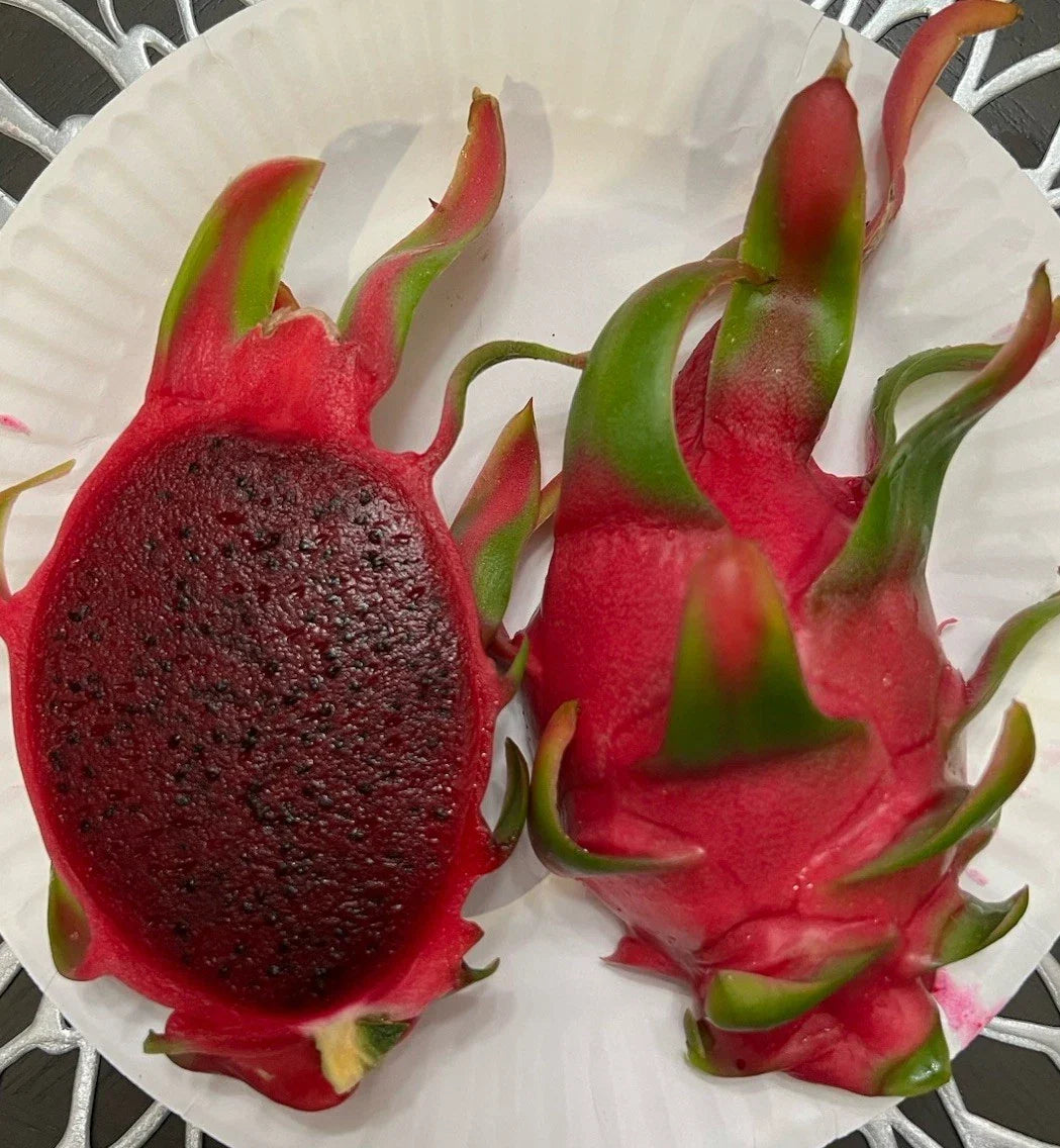 Dragon Fruit Cuttings 8-12 Inches Long Thornless Hylocereus undatus for Home Gardens
