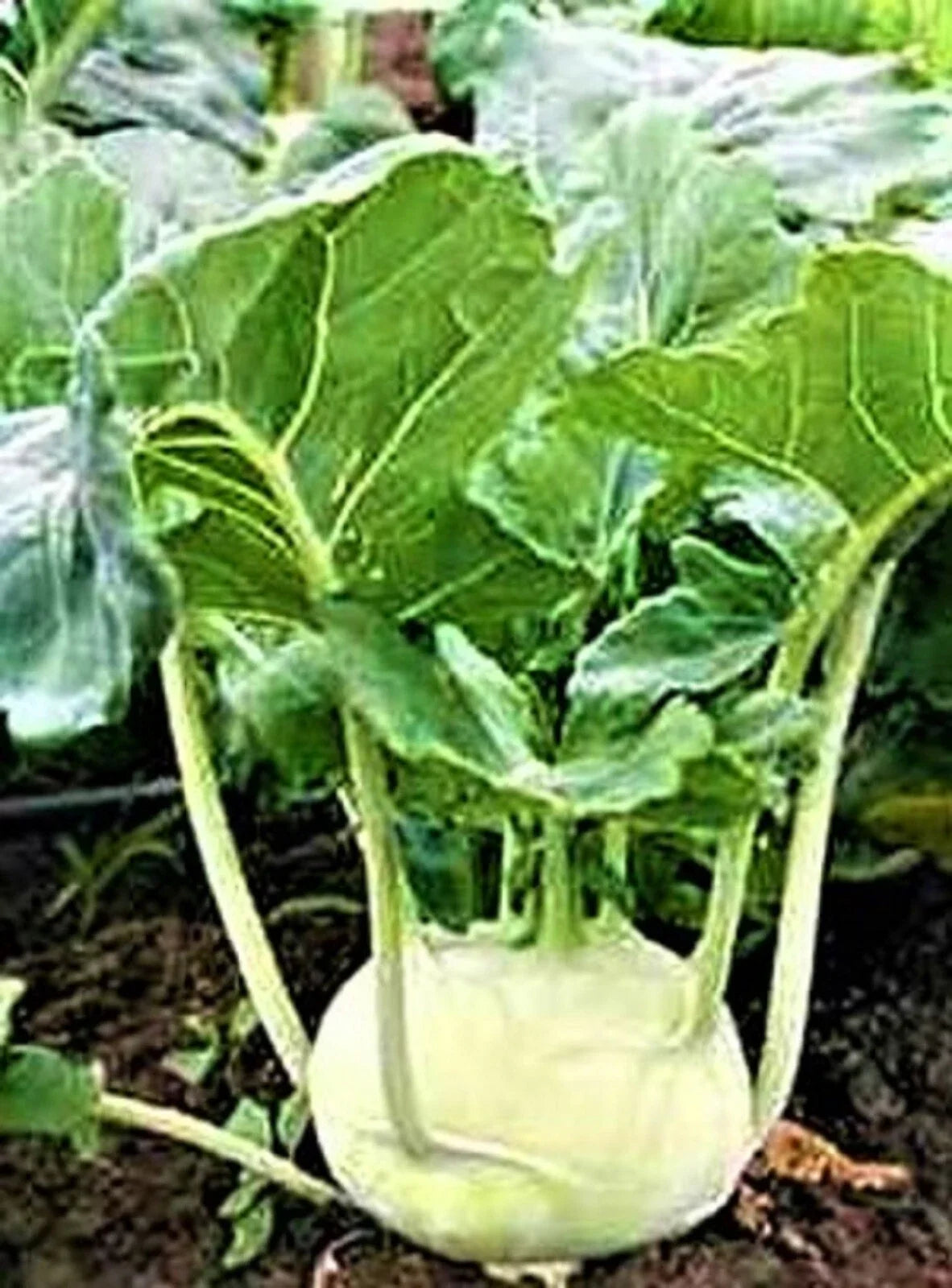 White Vienna Kohlrabi Seeds 500 Non-GMO Brassica oleracea var. gongylodes Vegetable Seeds for Home Garden