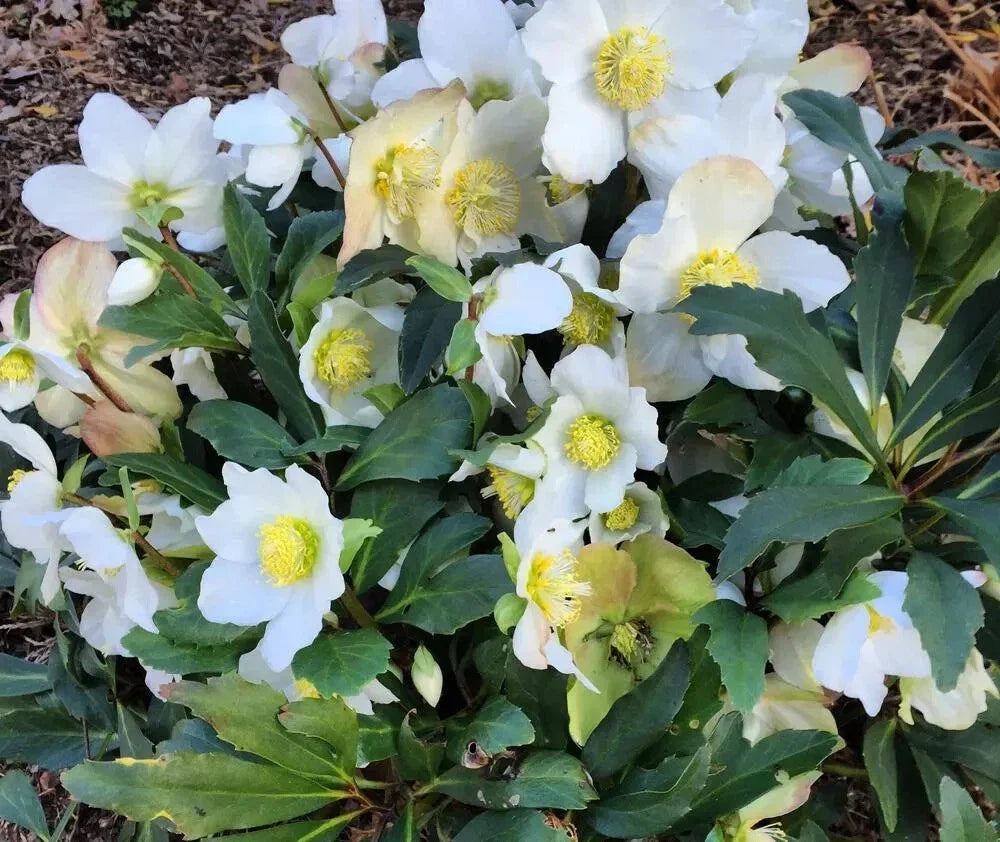 Lenten Rose Plant 4" Pot Helleborus Niger 'HGC Jacob' White Flowers Deer-Resistant Compact Perennial