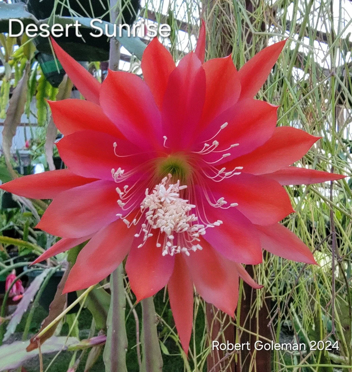 Epiphyllum 'Desert Sunrise' Unrooted Cutting - Rare Orchid Cactus Tropical Succulent Plant