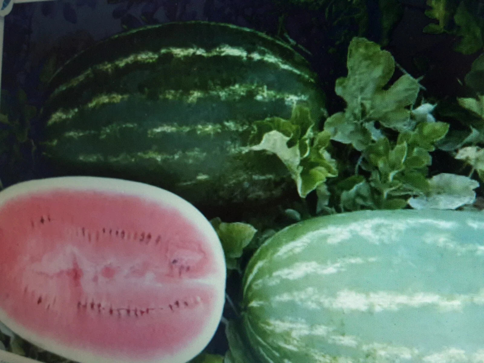 Large Watermelon Seeds 36 Pack, Sweet Citrullus lanatus, Garden Vegetable Seeds for Summer Harvest