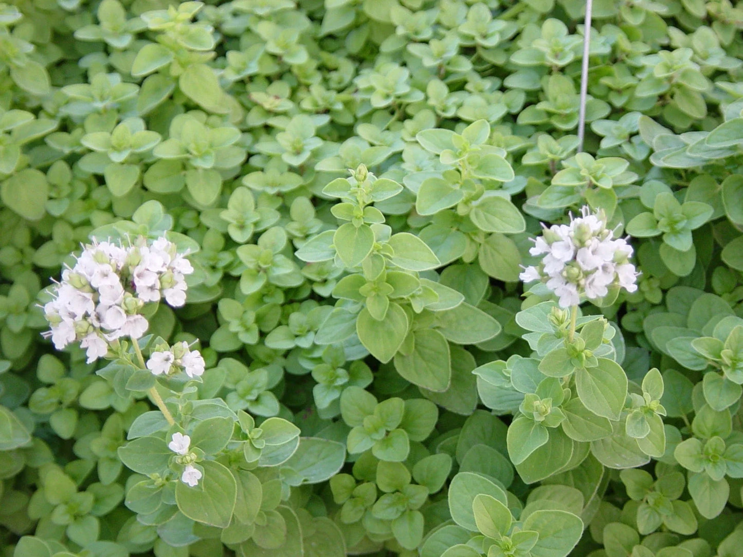 Sweet Marjoram Herb Seeds - 400+ Non-GMO Origanum majorana Seeds for Cooking & Gardening