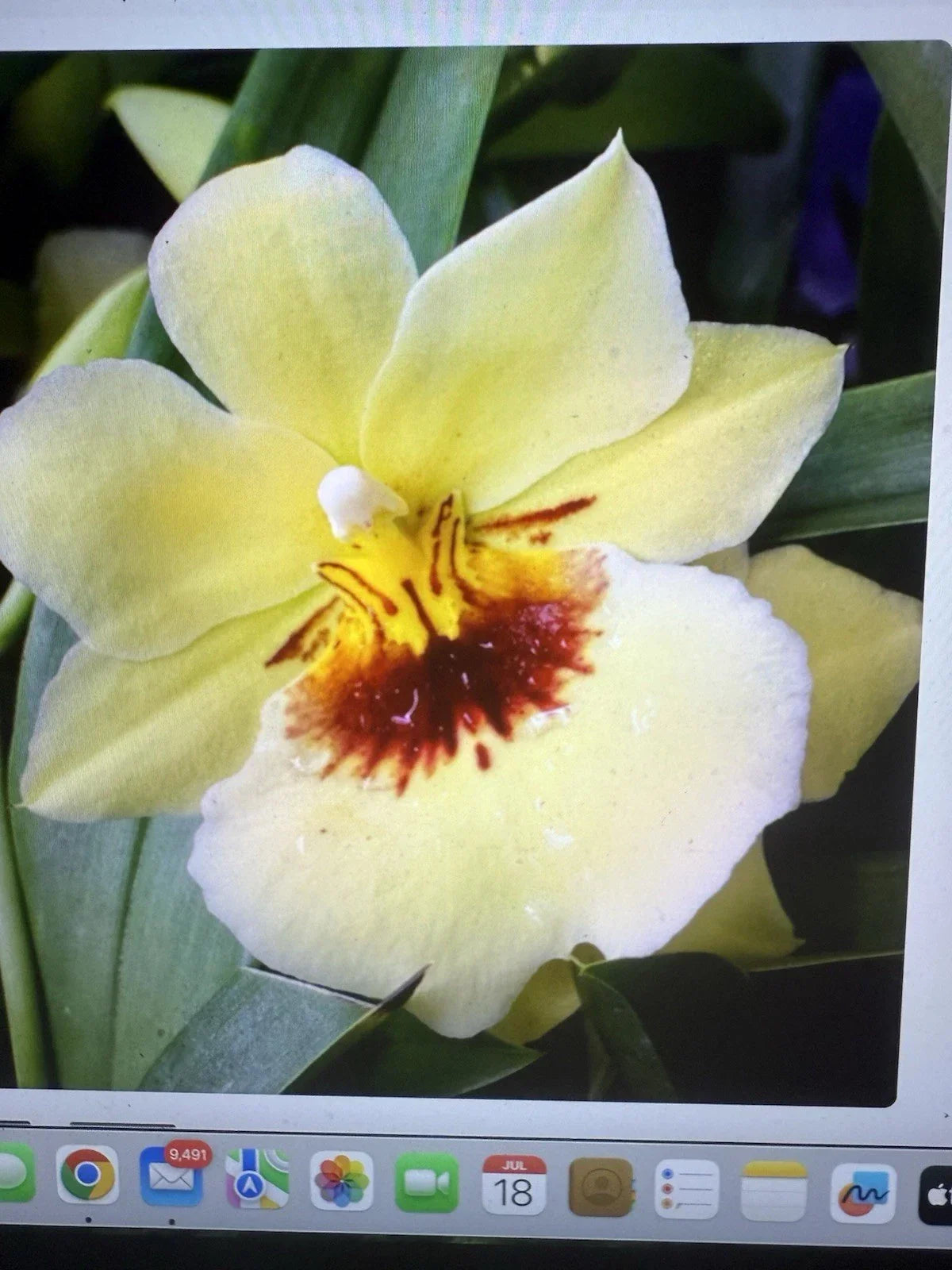 Miltoniopsis Hawaiian Punch Orchid Plant - Rooted Bulb for Indoor Gardens