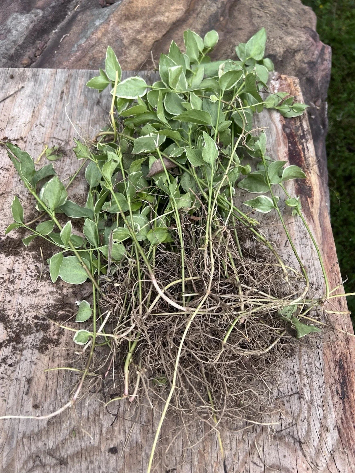 Vinca Major Periwinkle Vine Live Bare Roots 10-Pack, Ground Cover, Trailing, Blue Flowers, Hardy, Evergreen, Zone 4-9