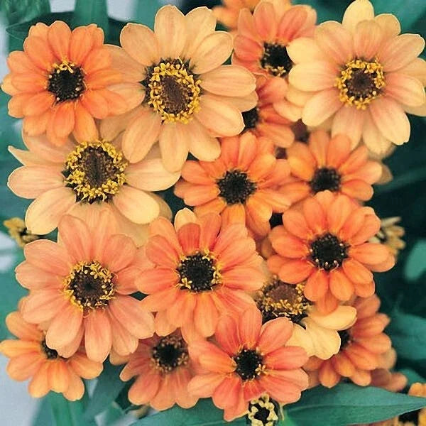 Profusion Apricot Zinnia Seeds - 100+ Pack, Zinnia elegans, Vibrant Orange Blooms, Annual Garden Flowers for Borders & Cuttings