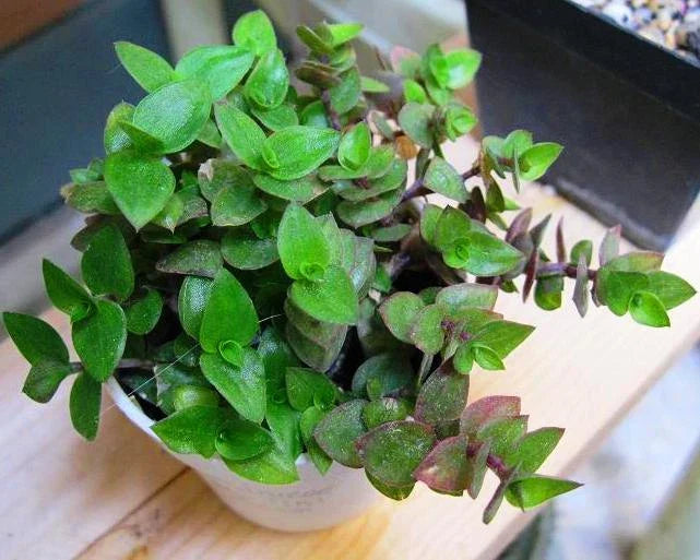 Dwarf Wandering Jew Plant - 4" Pot | Tradescantia Minima, Callisia Repens
