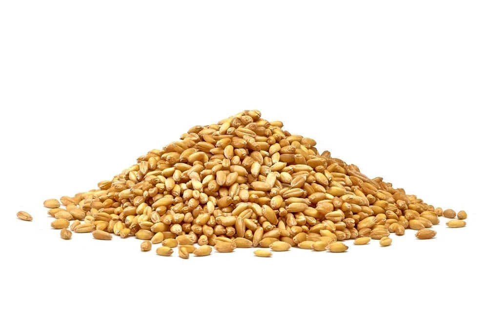 Non-GMO Winter Wheat Cover Crop Seeds for Food Plots, Wildlife Habitat, Triticum aestivum
