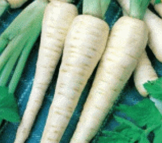 Fresh Parsnip Seeds - Hollow Crown Variety - Pastinaca sativa - Non-GMO, Heirloom, Easy to Grow, 100 Seeds