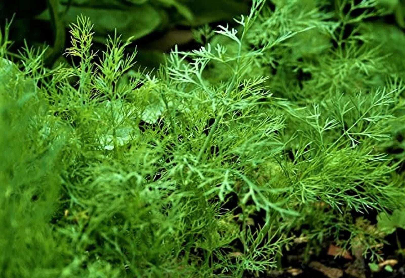 Organic Dill Seed Bouquet – 200+ Non-GMO Anethum graveolens Herb Seeds for Culinary & Gardening