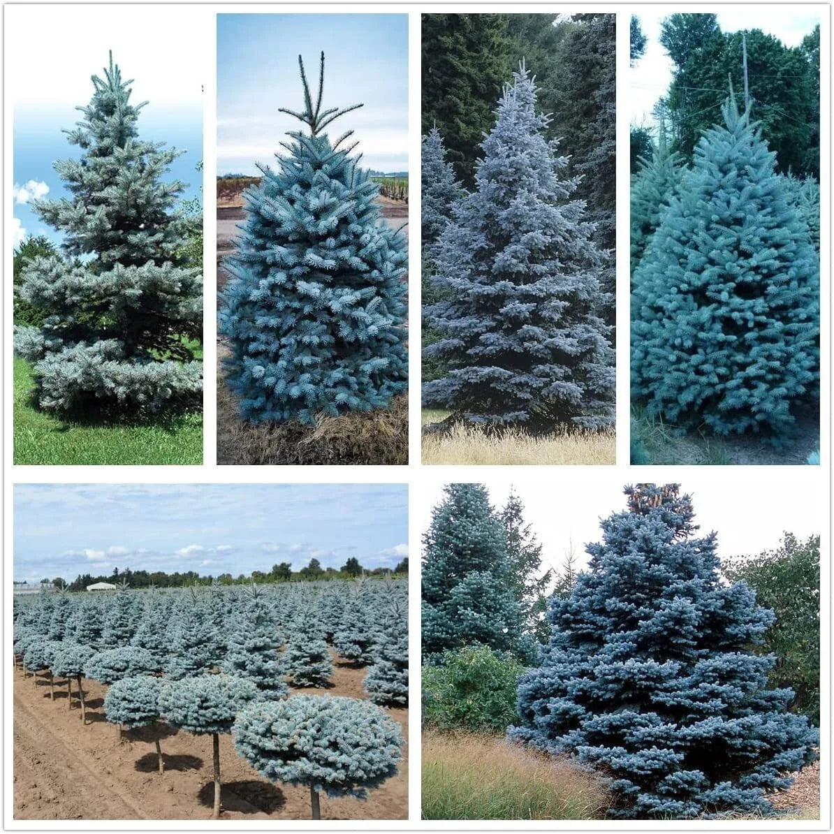 Blue Spruce Seeds 50 Pack | Colorado Blue Spruce Picea pungens Evergreen Tree Seeds