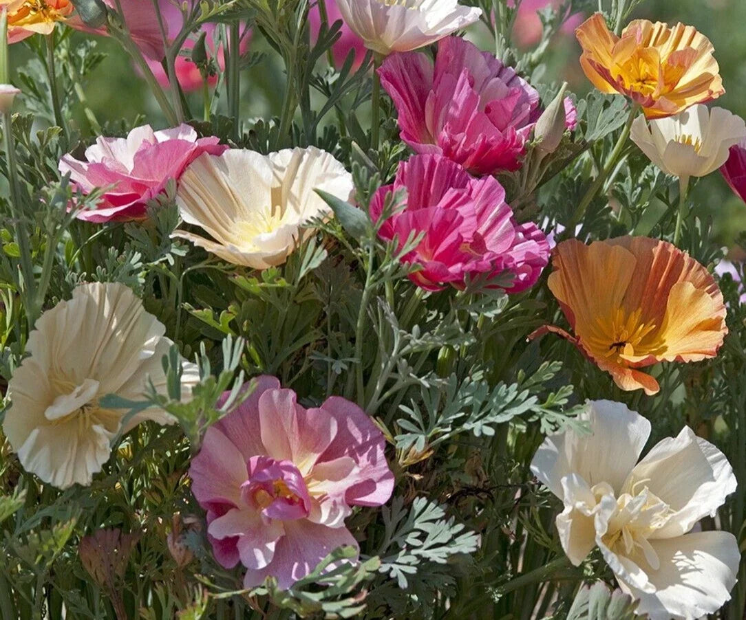 California Poppy Seeds - Thai Silk Mix - Eschscholzia californica - Vibrant Flower Seeds for Garden, Borders & Containers