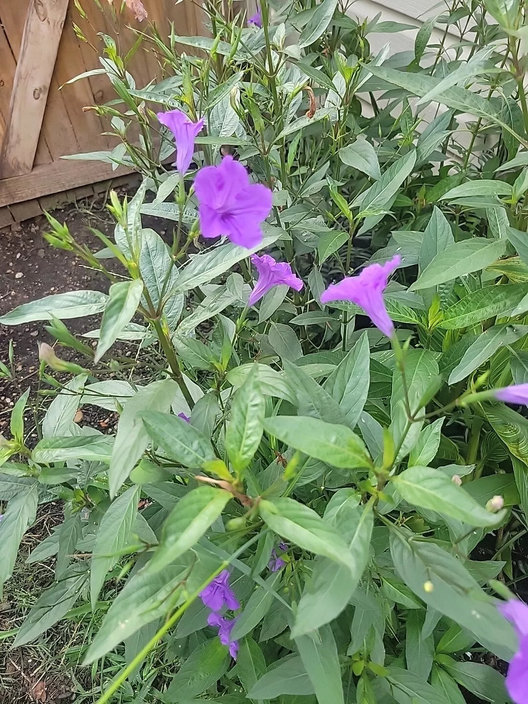 20 Bare Root Mexican Petunia Plants, Purple Ruellia Brittoniana, Drought-Tolerant Flowering Perennials for Gardens