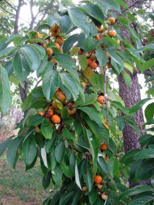 American Persimmon Trees 6-Inch Saplings, Edible Fruit, Diospyros Virginiana, Bare Root Seedlings, Deciduous Garden Trees