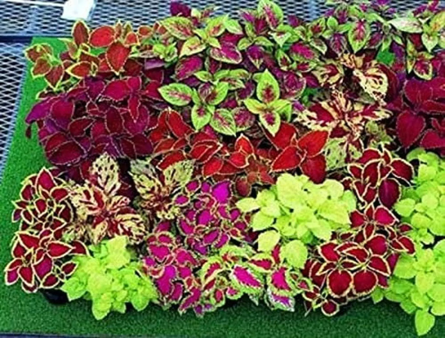Coleus Jazz Combo Mix Seeds 1000 Pack - Plectranthus scutellarioides Varieties for Shade Gardens