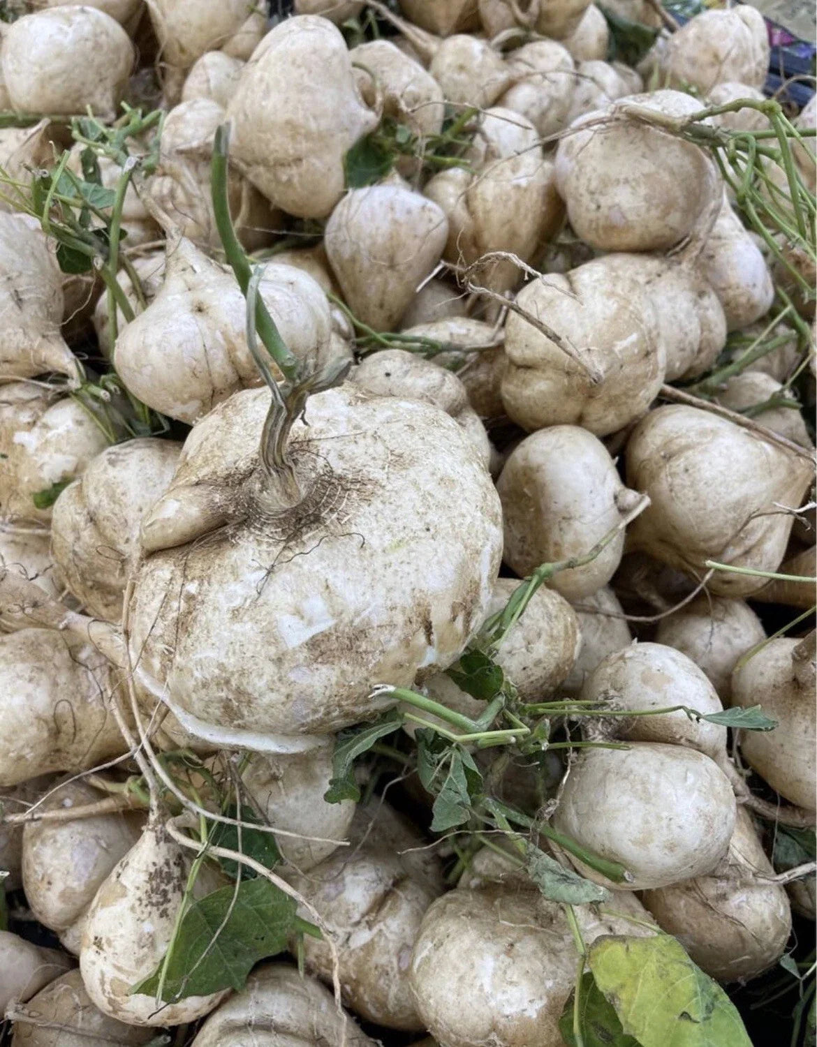 Singkamas Seeds 100 Pack – Pachyrhizus erosus Mexican Yam Bean Root, Climbing Vine, Organic Non-GMO Planting Seeds