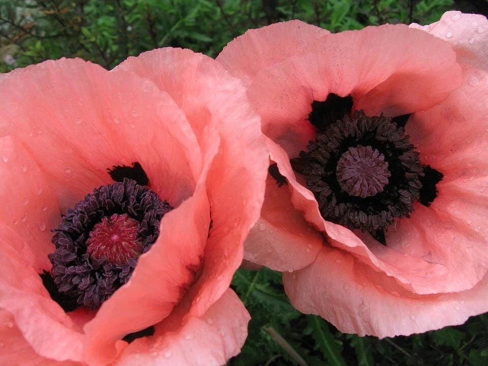 Oriental Poppy Seeds - 200+ Papaver orientale Garden Flower Seeds for Borders & Cut Flowers
