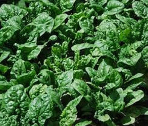 Giant Noble Spinach Seeds - Organic Heirloom Variety for Lush Greens - Spinacia oleracea - Non-GMO, Sweet Flavor, Easy to Grow