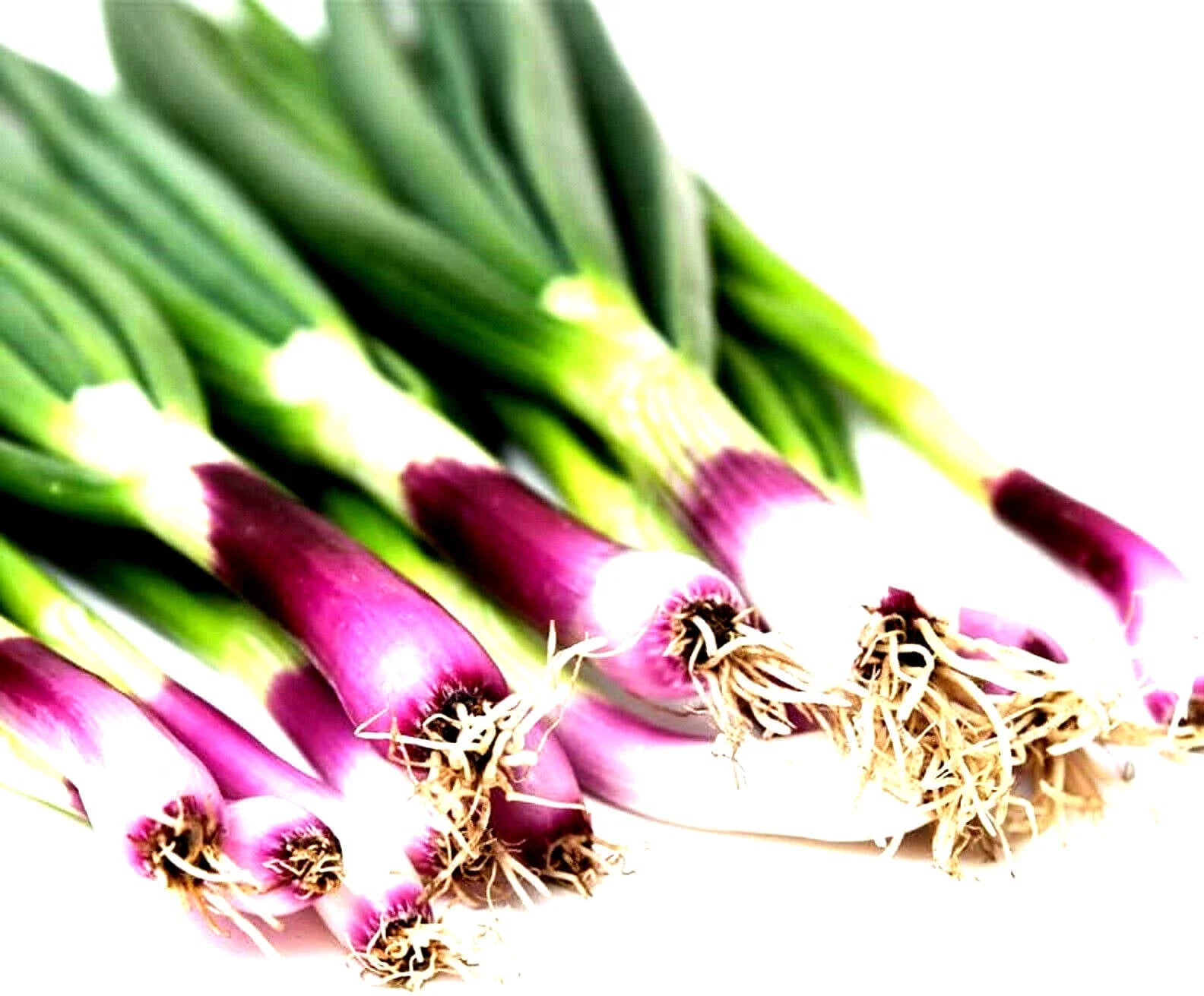 Scarlet Bandit Onion Seeds - Non-GMO Allium cepa for Home Garden & Culinary Use, 200+ Seeds