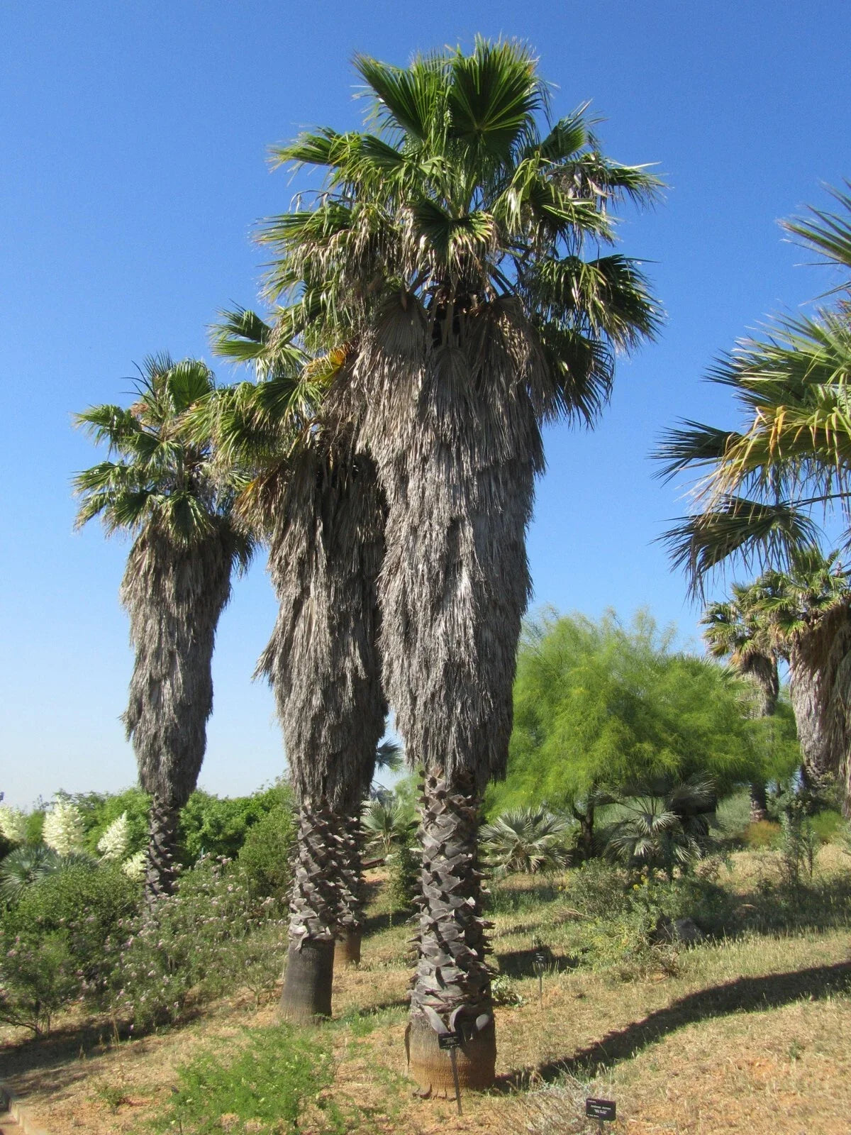 California Fan Palm Seeds - Washingtonia filifera, Drought-Tolerant, Hardy Indoor/Outdoor, 20 Pack