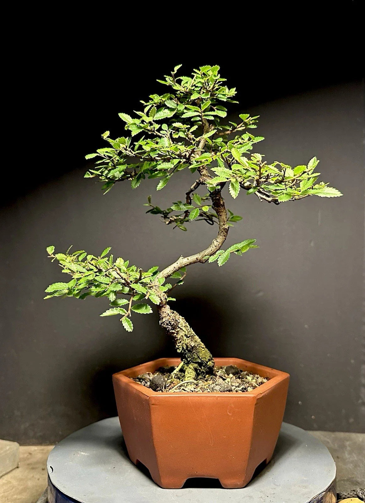Bonsai Tree Cork Bark Chinese Elm - Ulmus parvifolia - 13-Inch Root Cutting in Decorative Chinese Pot
