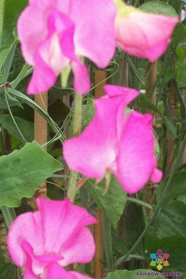 Sweet Pea Seeds - 50+ Elegance Rose Variety - Climbing Flower for Garden Borders - Lathyrus odoratus