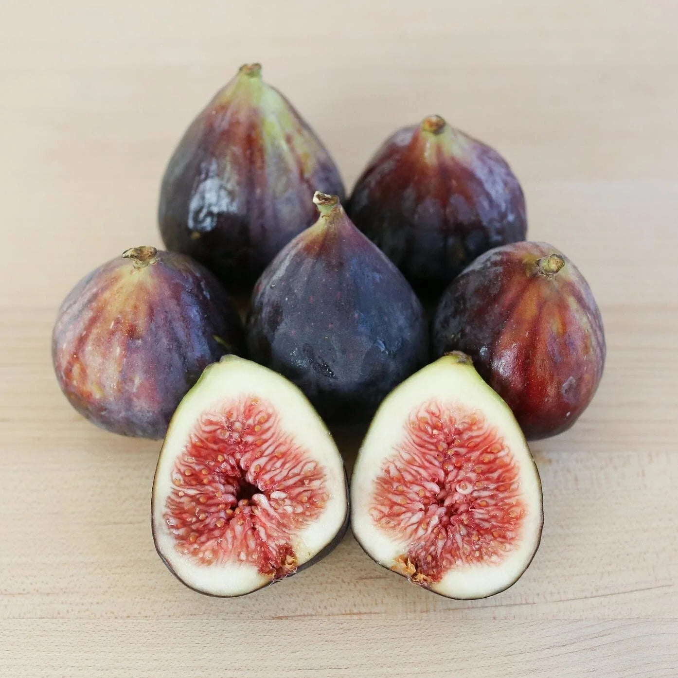 Beer’s Black Fig Plant - Live Rooted Starter - Self-Pollinating Ficus carica - Dwarf Shrub with Purple Figs for Zones 7-10