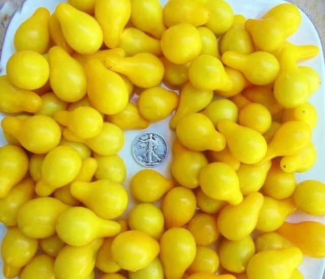 Yellow Pear Tomato Seeds - Pack of 30+ Heirloom Solanum lycopersicum for Salads & Snacking