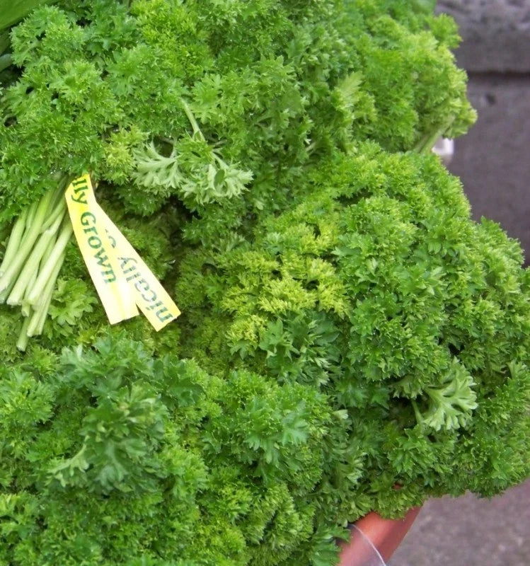 Curled Parsley Seeds - 105 Seeds - Herb for Cooking & Garnishing - Petroselinum crispum - Non-GMO, Full Sun, Indoor & Outdoor