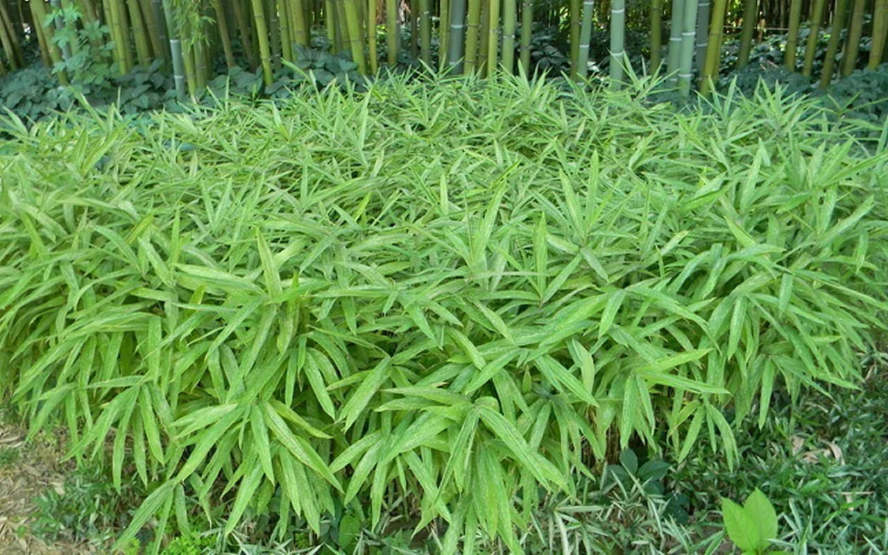 Dwarf Fernleaf Bamboo Seeds - 50 Pack Clumping Privacy Plant for Shade Gardens