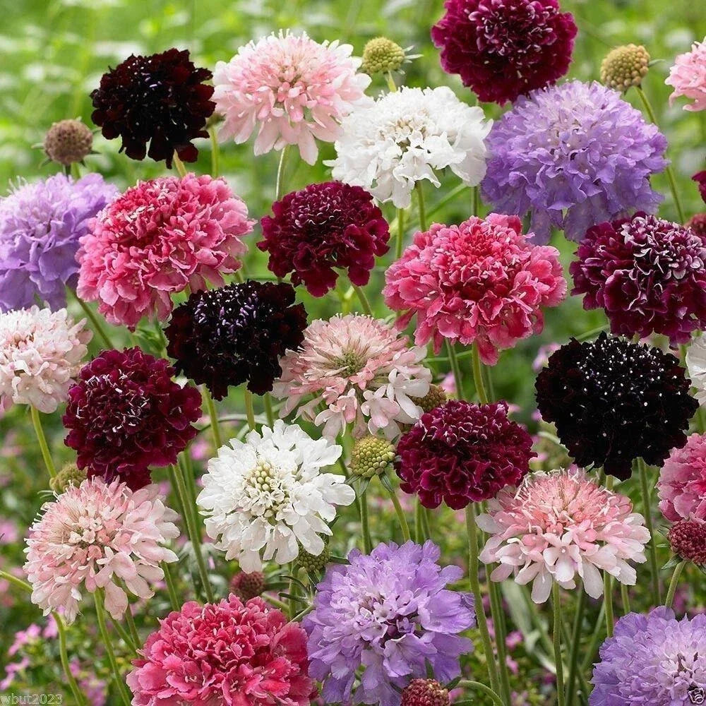 Pincushion Flower Seeds Mix - 100+ Fresh Scabiosa Seeds for Vibrant Gardens 2025