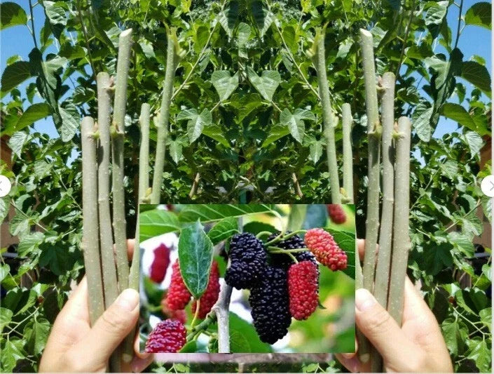 Dwarf Thai Mulberry Cuttings - 10 Organic Fresh Rooting or Grafting Cuttings Morus alba var. Thai