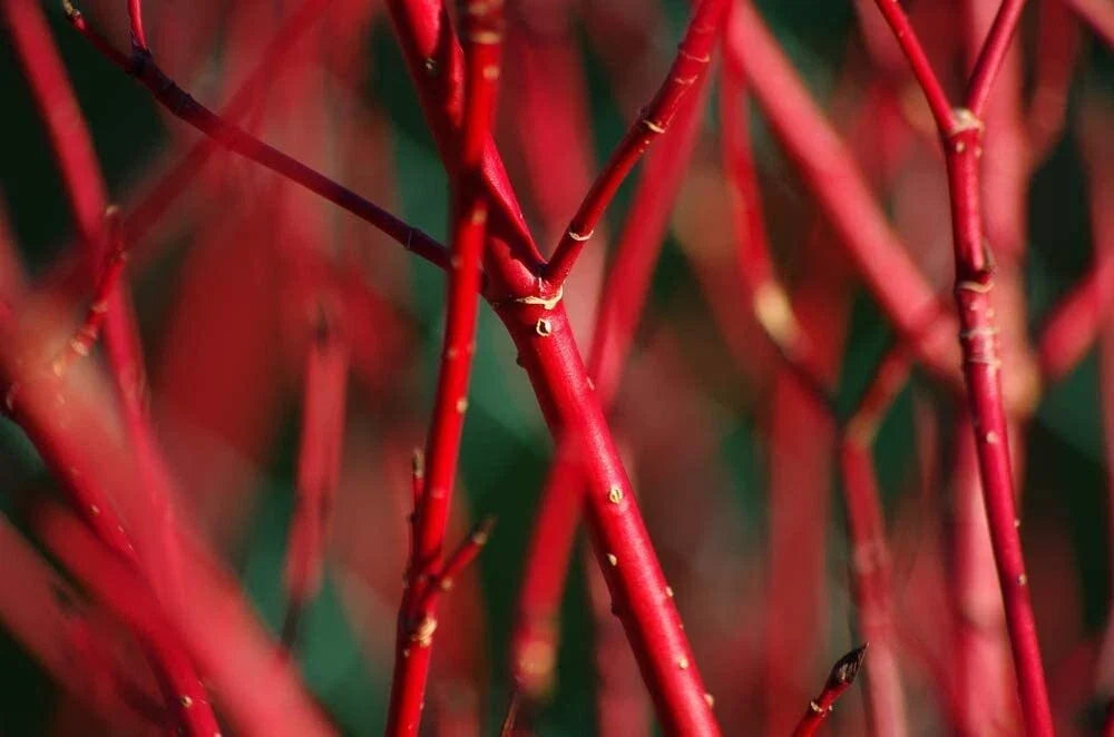 Red Dogwood Bush Cuttings 2 Pack - Cornus florida - Easy to Grow, No Roots, Vibrant Red Stems, Garden Shrubs