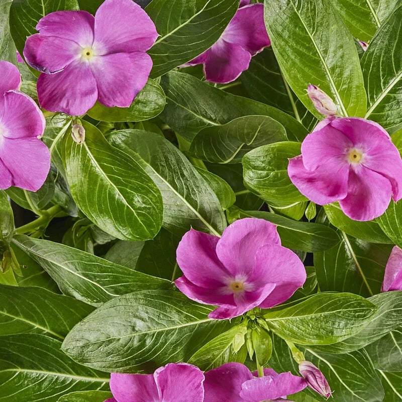 Vinca Seeds 500 Count - Sunsplash Orchid GL Catharanthus roseus for Garden Beds & Containers