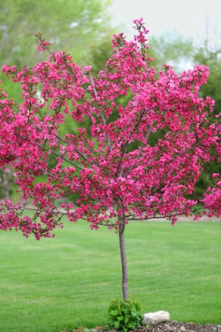 Dwarf Pink Dogwood Seeds - 5 Pack, Flowering Hardy Tree, Cornus florida fubra, Pink Blooms, Ornamental Landscaping