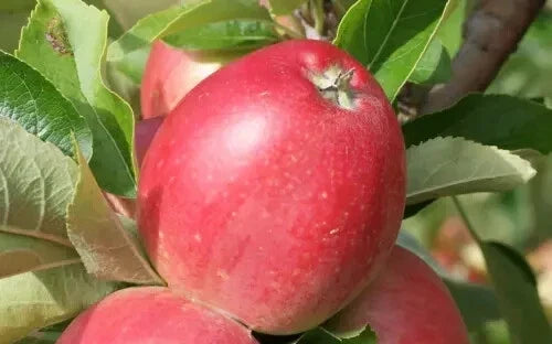 Worcester Pearmain Apple Seeds - 25+ Pack for Gardening, Malus domestica, USA, Fruit Tree, Home Orchard, Easy to Grow