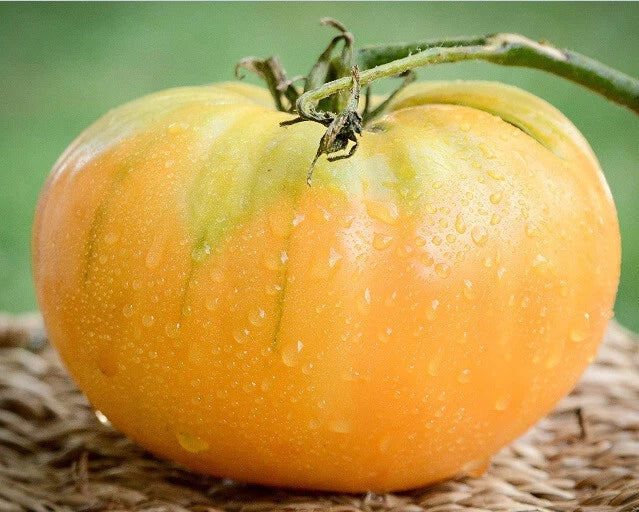 Kentucky Beefsteak Tomato Seeds - Heirloom Orange Tomatoes, 30 to 2000 Seeds