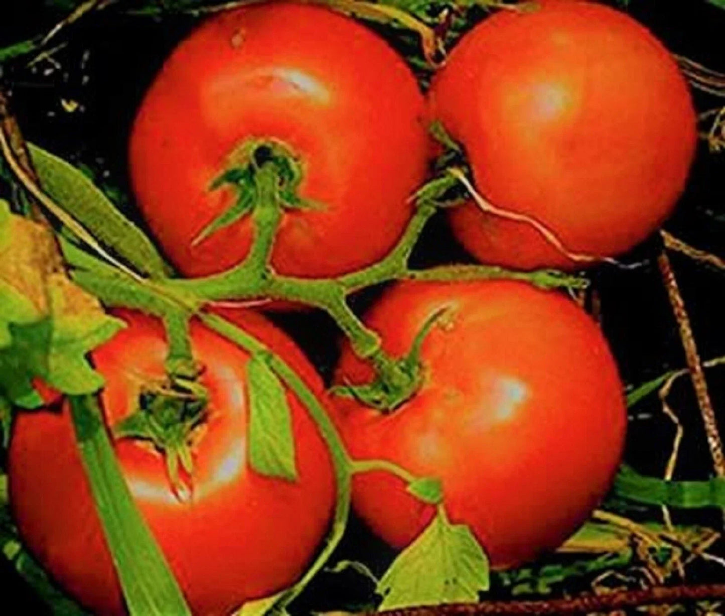 Marglobe Supreme Tomato Seeds - Non-GMO Pack of 200+ Solanum lycopersicum for Home Garden, Container Growing