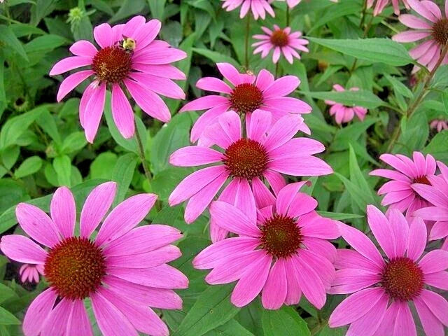 Purple Echinacea Seeds 100 Count - Coneflower, Large Daisy-Like Flowers, Echinacea purpurea, Pollinator Attracting, Garden Plant