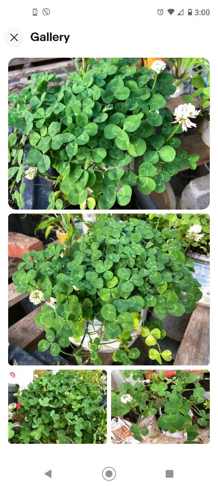 Dutch White Clover Live Organic Roots Plant - 30+ Medium Nitrogen Fixer Trifolium repens
