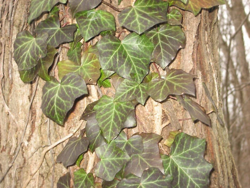 Live English Ivy Cuttings with Roots - 10ft Trailing Climbing Plant Hedera helix for Indoor Outdoor Decor