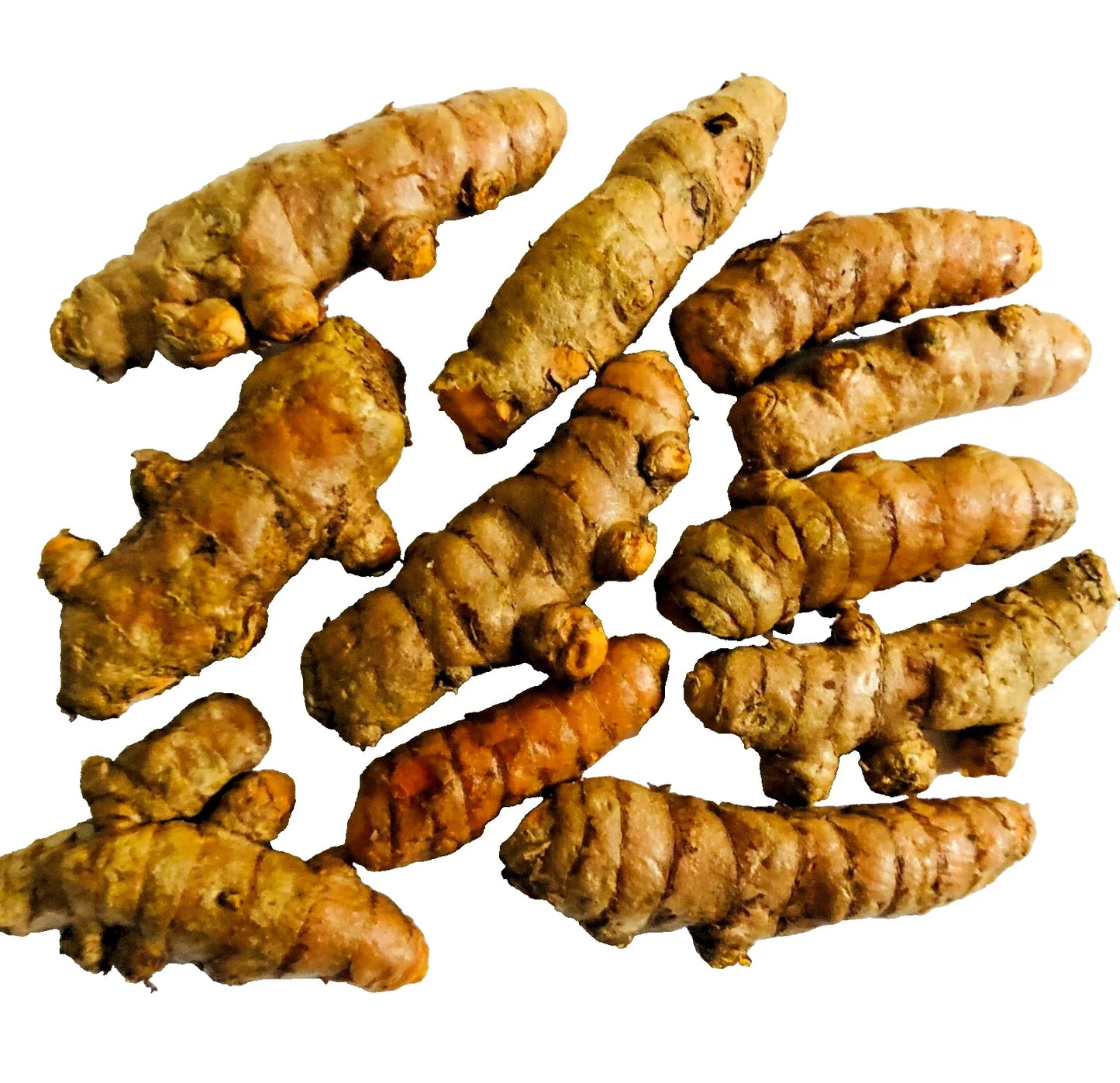 Turmeric Roots 10PCS Curcuma longa for Planting, Cooking, and Remedies