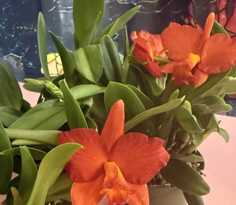 Cattleya Orchid Plant Bare Root with 1-3 Stems - Exotic Indoor Flowering Plant