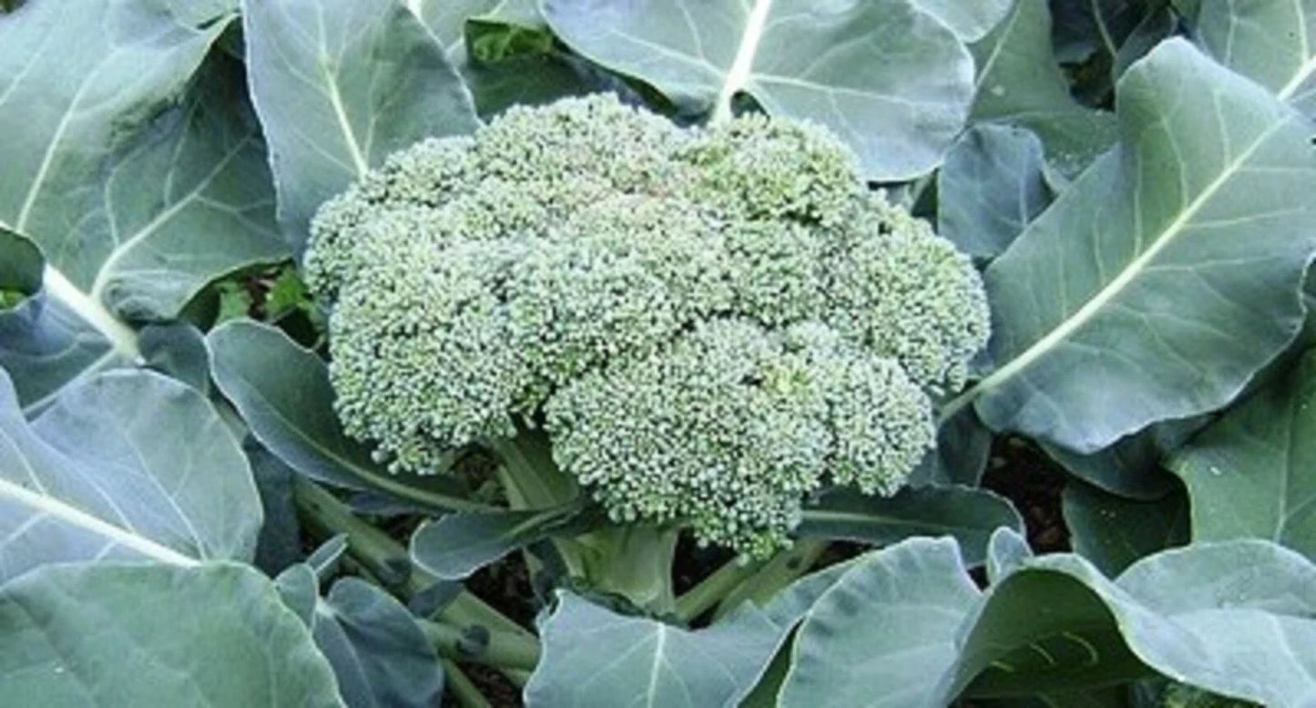 Calabrese Broccoli Seeds - Non-GMO Green Sprouting Brassica oleracea var. italica, 300+ Seeds for Home Gardening