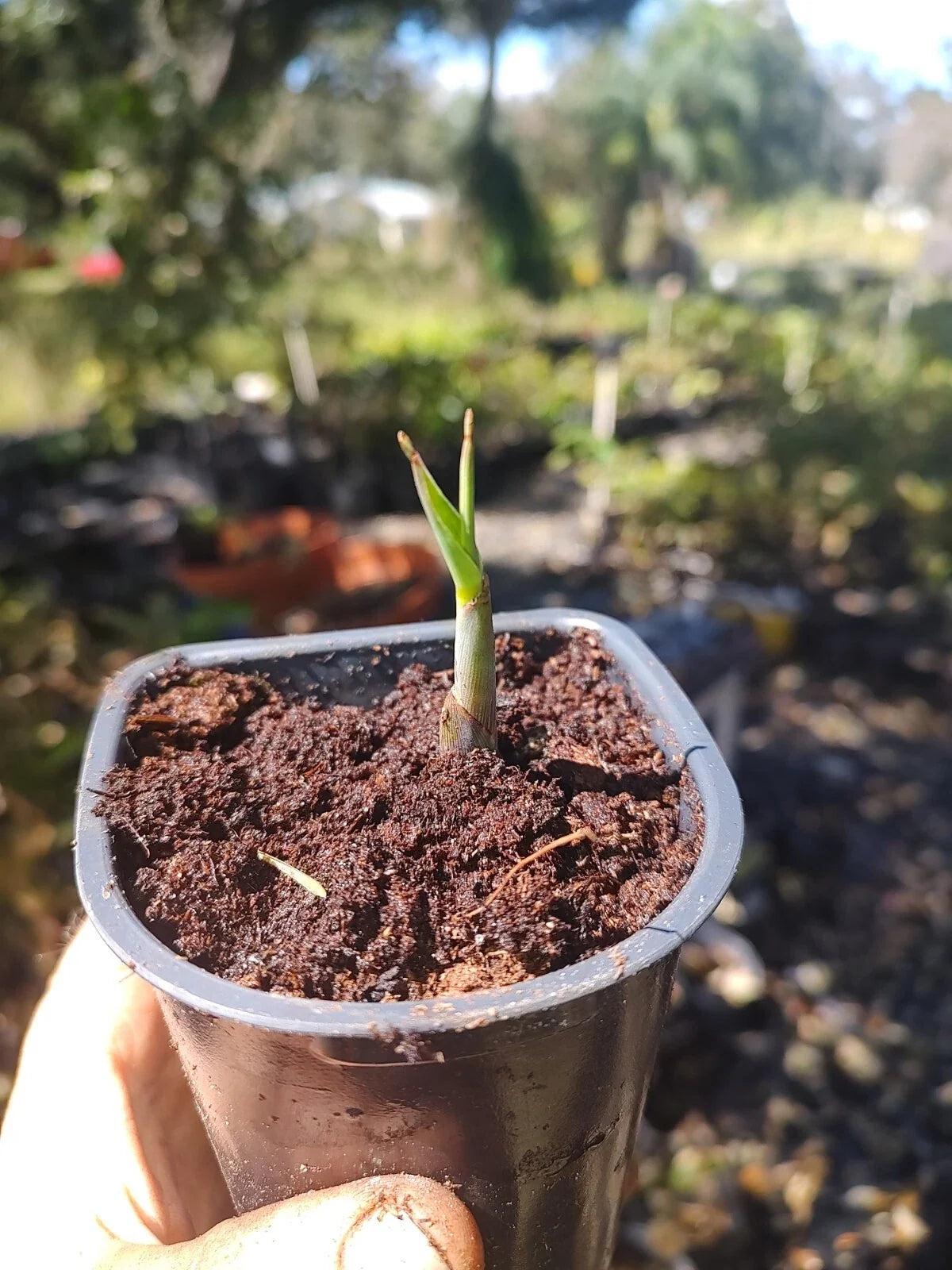 Red Sugar Cane Rooted Node Saccharum officinarum Organic Plant Cutting for Gardening & Landscape