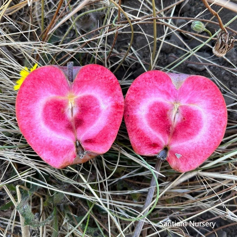 Bare Root Almata Red Flesh Apple Tree - Malus domestica, Sweet Red-Fleshed Fruit, Easy to Grow, Self-Pollinating