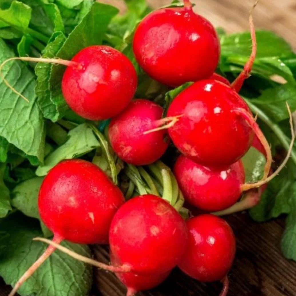 Champion Radish Seeds - Non-GMO, Fast-Growing Raphanus sativus, 2,000 Seeds for Home Gardens, Pots, Raised Beds
