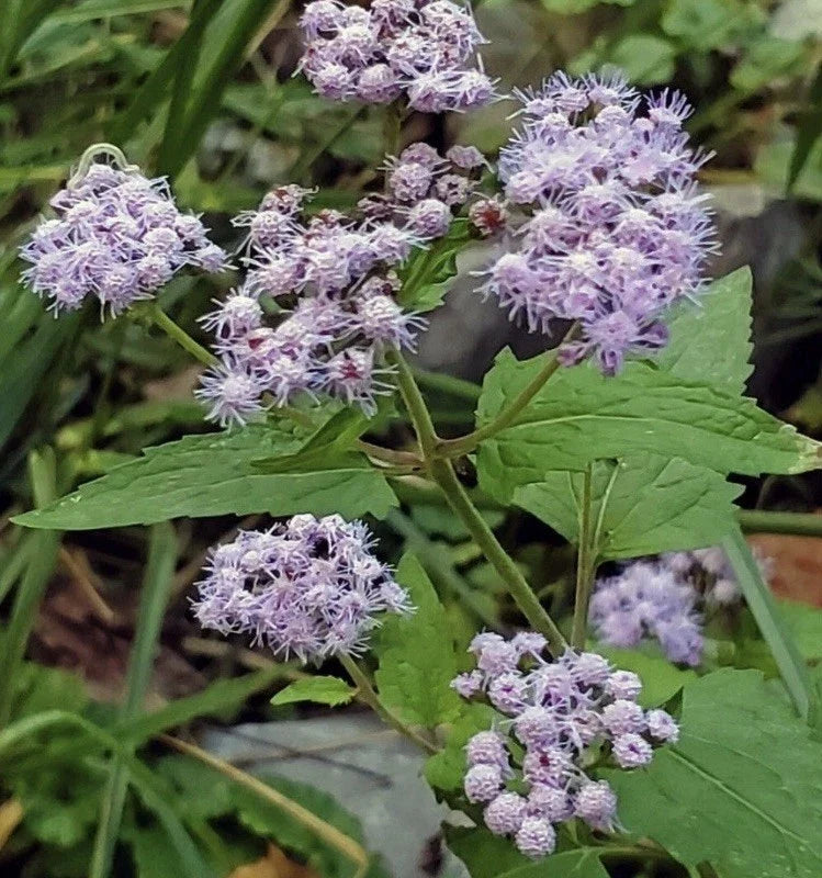 Blue Mistflower Bare Root Plants - 6 Organic Conoclinium coelestinum for Pollinators, Garden Borders & Naturalized Areas